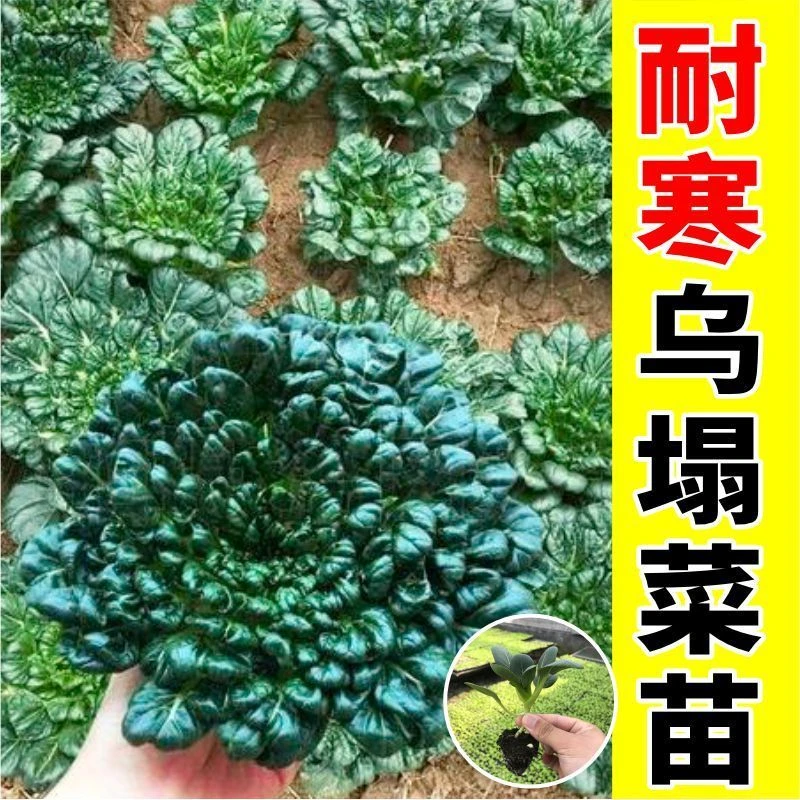 冬季青菜苗黄金乌菜耐寒黄心乌塌菜籽孑菊花菜苗秧乌白菜飘儿菜