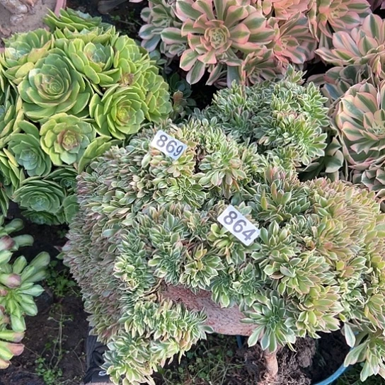 幕***歌多肉植物两个有伤869.864