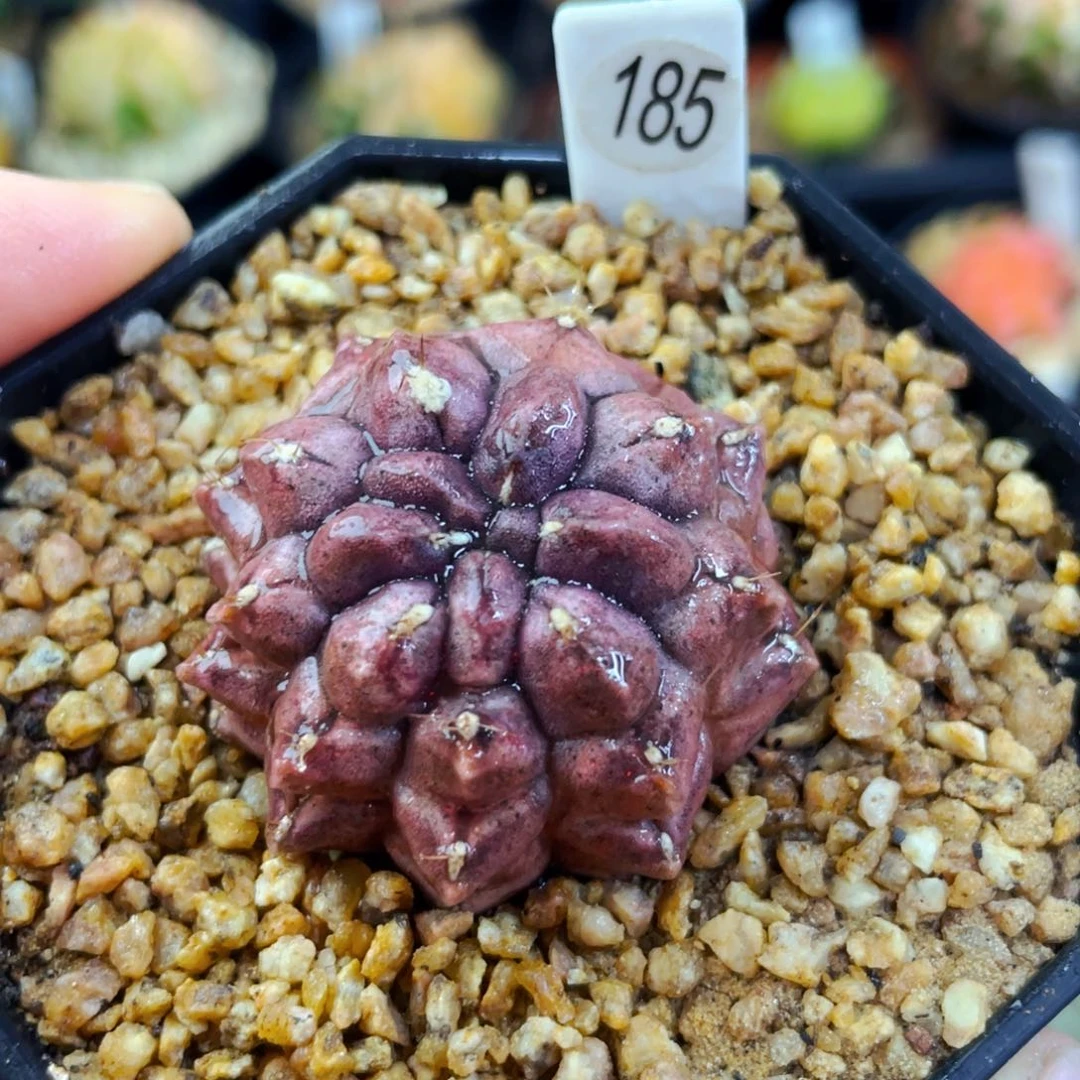 盆5公分满25包邮裸根发货