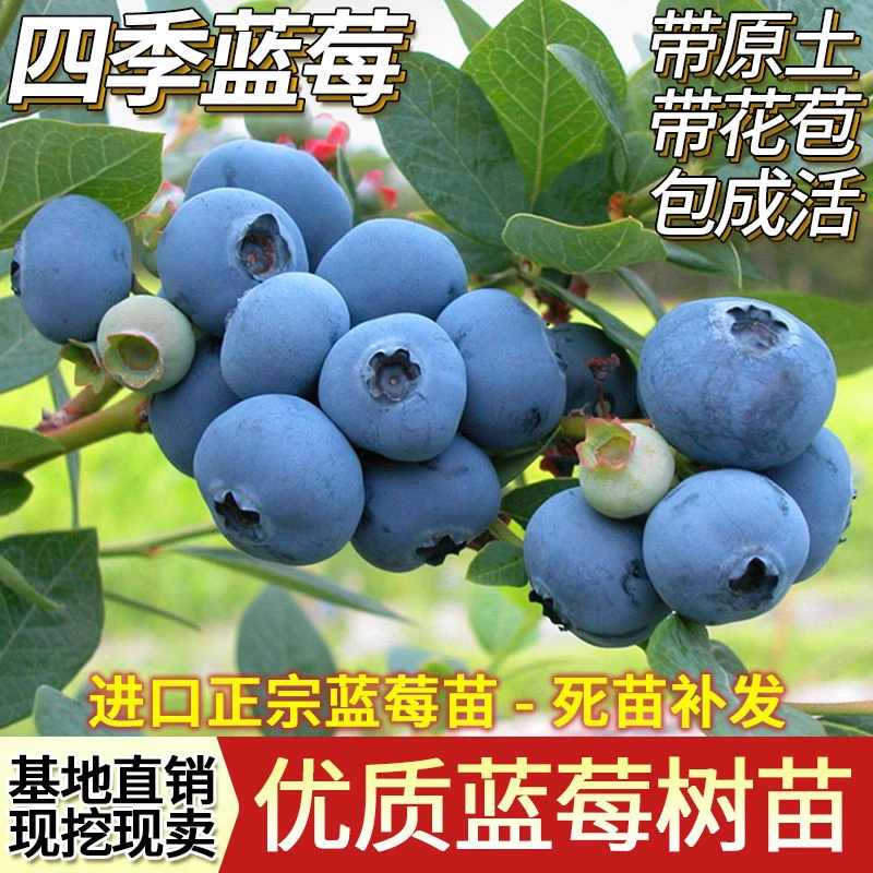 奥尼尔蓝莓苗青岛小荷盆栽含带果花一号东北1花苞野生夏普四季耐