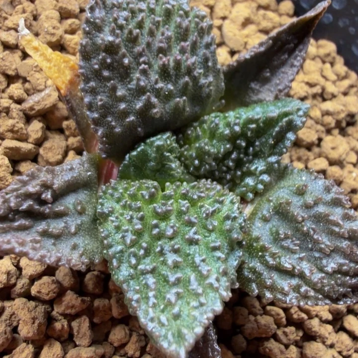 巨大型黑紫色超级哥斯拉