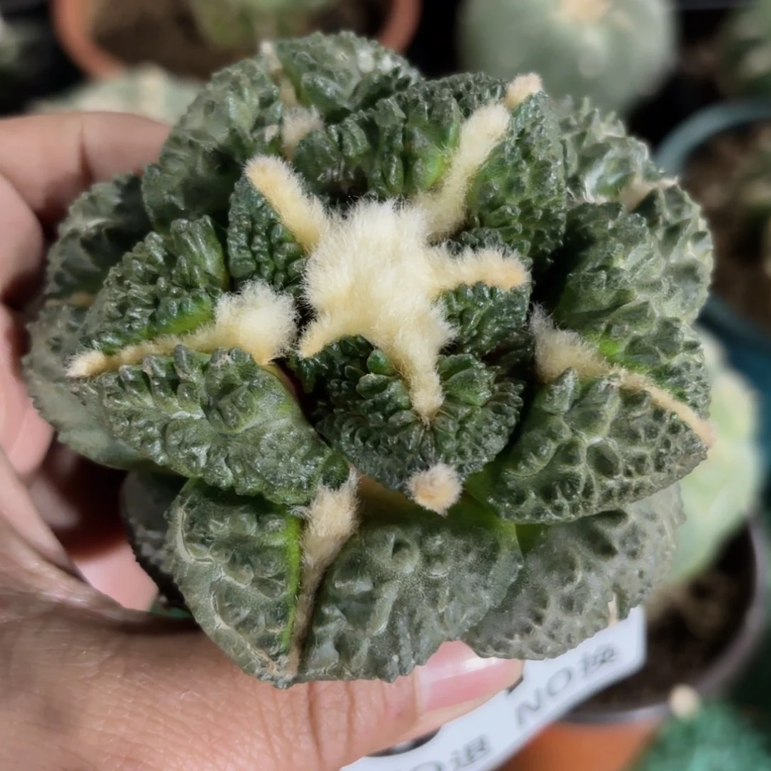 大尤龟甲牡丹542