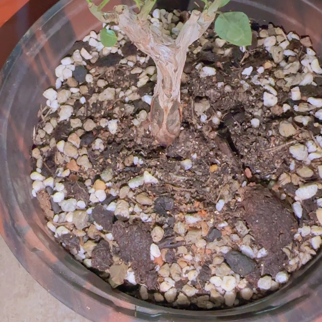 *****块根植物块根植物
