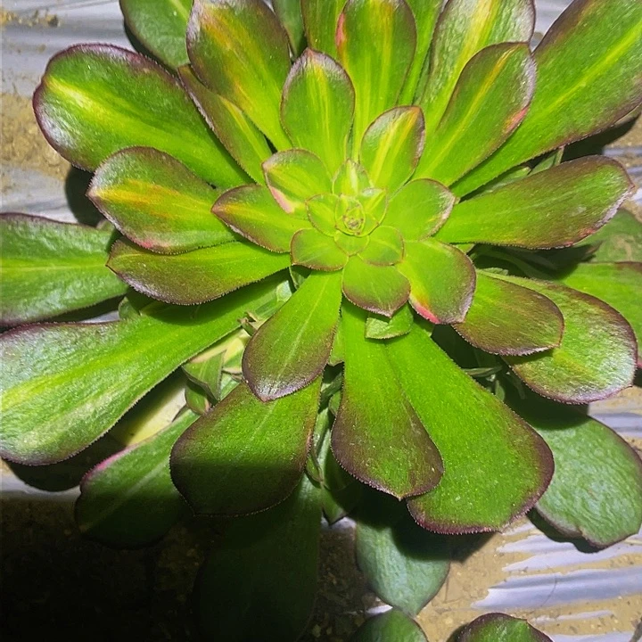 0779韶秀中班七彩多肉植物