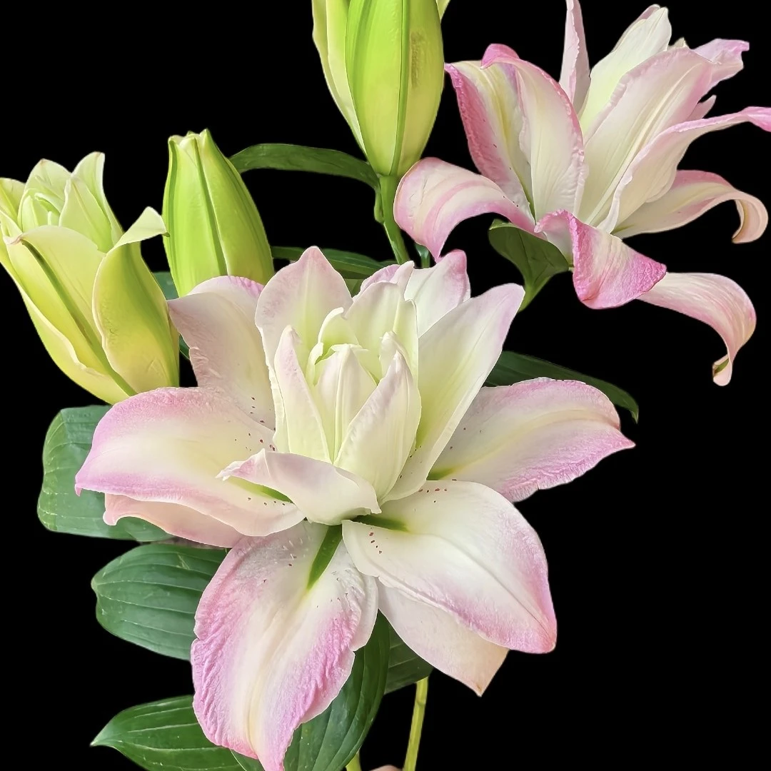 【花领域】荷塘月色/重瓣/香水百合 任意两单顺丰包邮