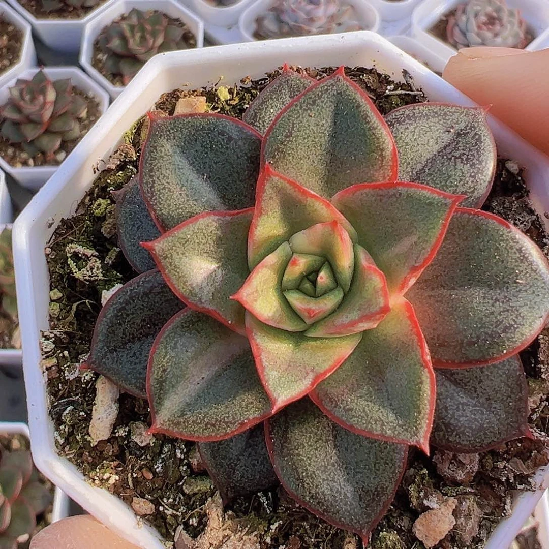 麒麟座19包邮多肉植物