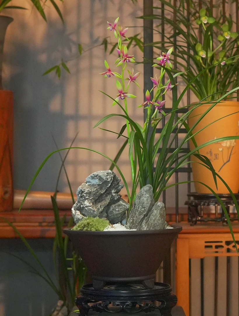 建兰铭品【小国魂】 宜兴高端紫砂盆 室内好养盆栽