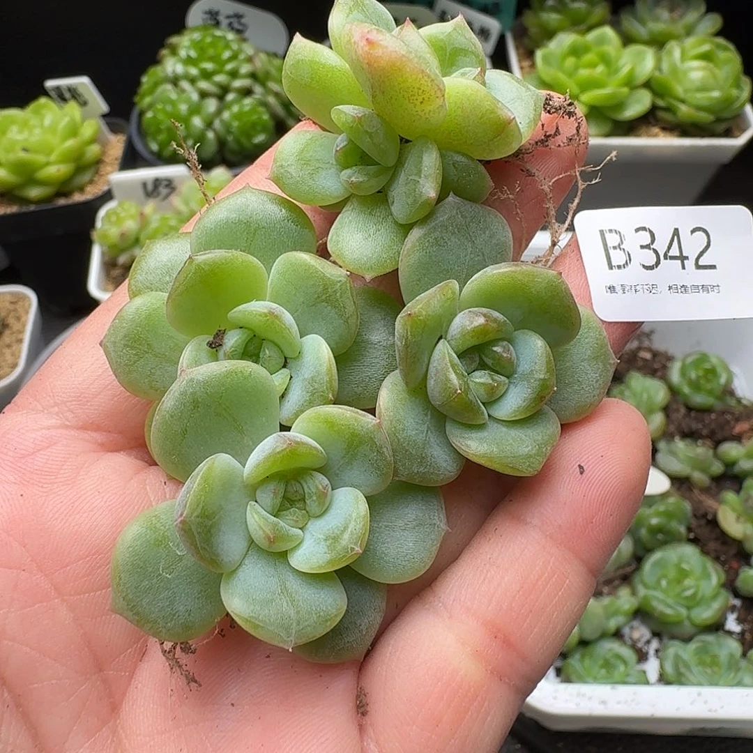 一物一拍一盒628-342