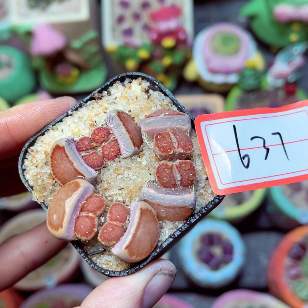 637生石花带盆发