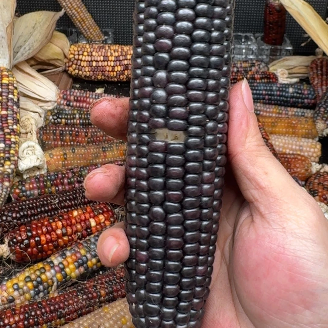 柏香籽/百香籽吊坠花***_