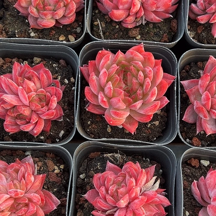 花歌           福利多多