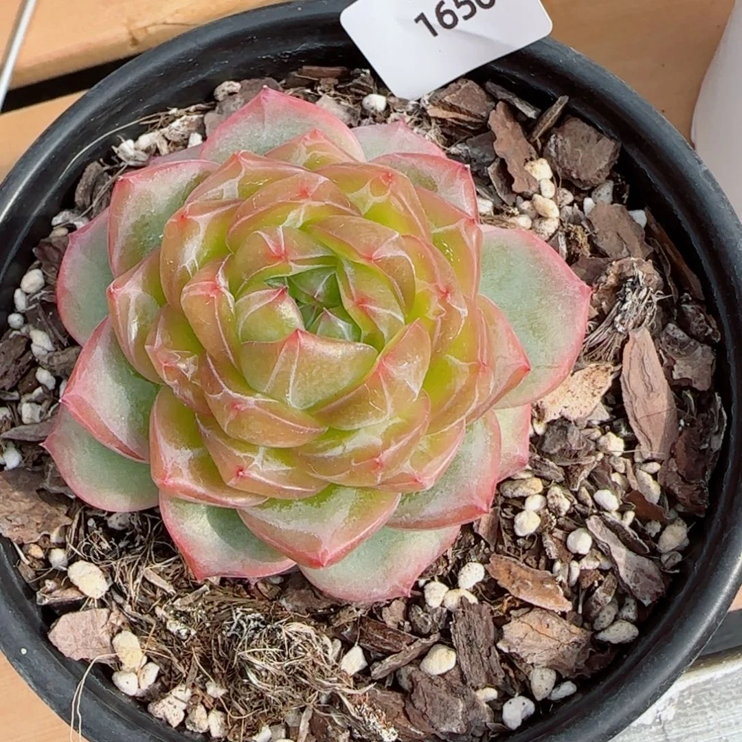 海洋之星，1656多肉植物