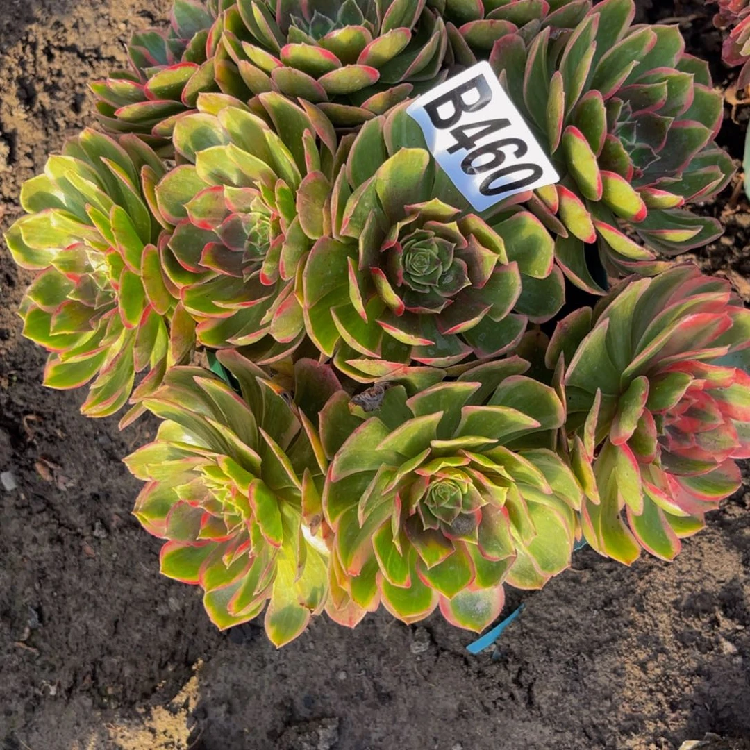 粉花妖16/////-16包邮