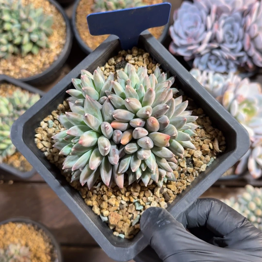 幻影美人11111111111111111111