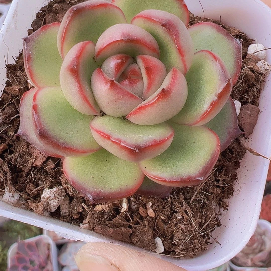 万宝龙19包邮多肉