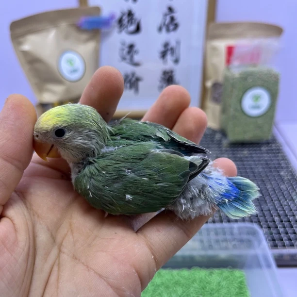 牡丹鹦鹉-白面莫奈花桃公F61008