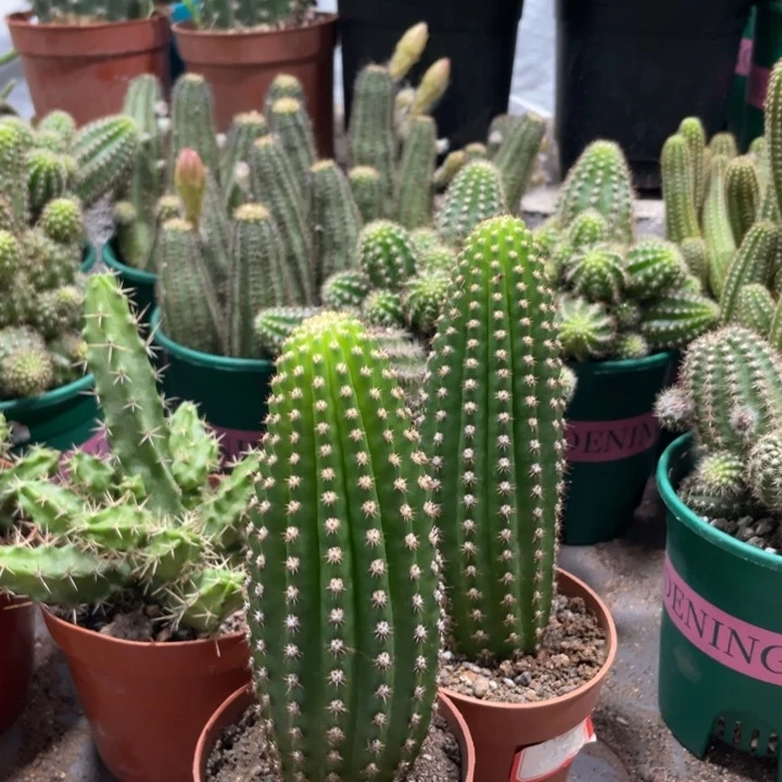 自根超级杏毛花住一个