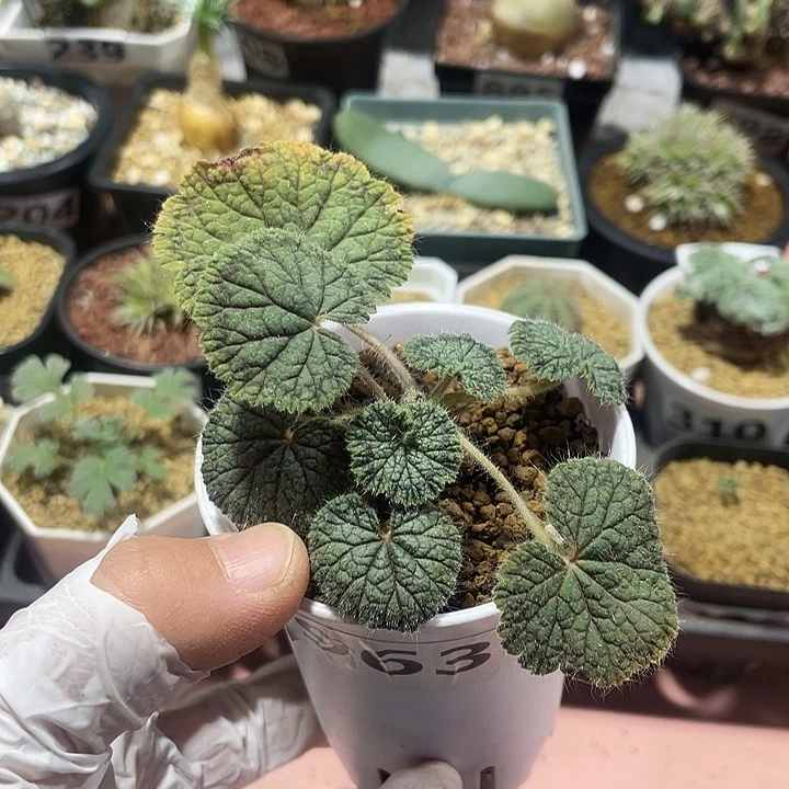 963紫背圆叶杨葵，