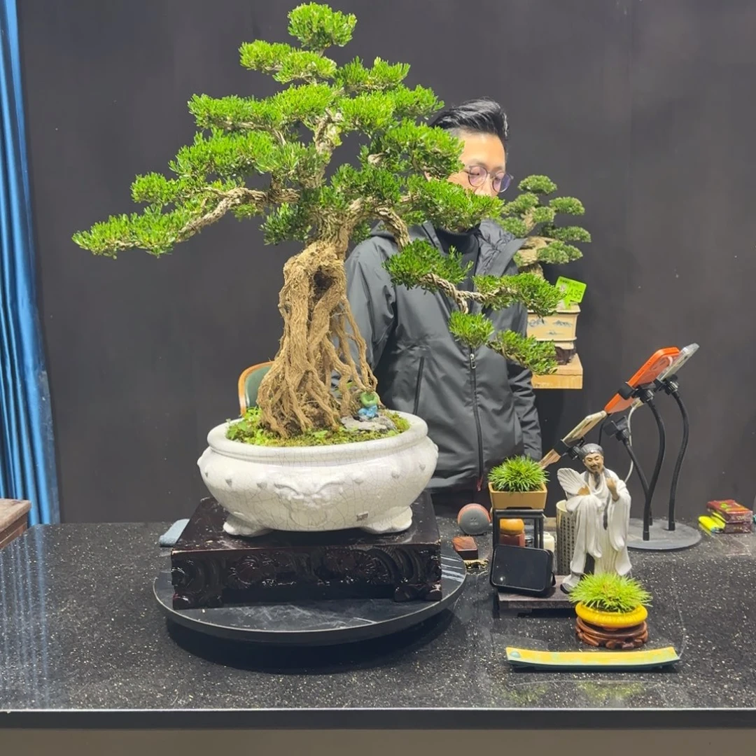 以实际为准黄杨室内室外盆景艺术