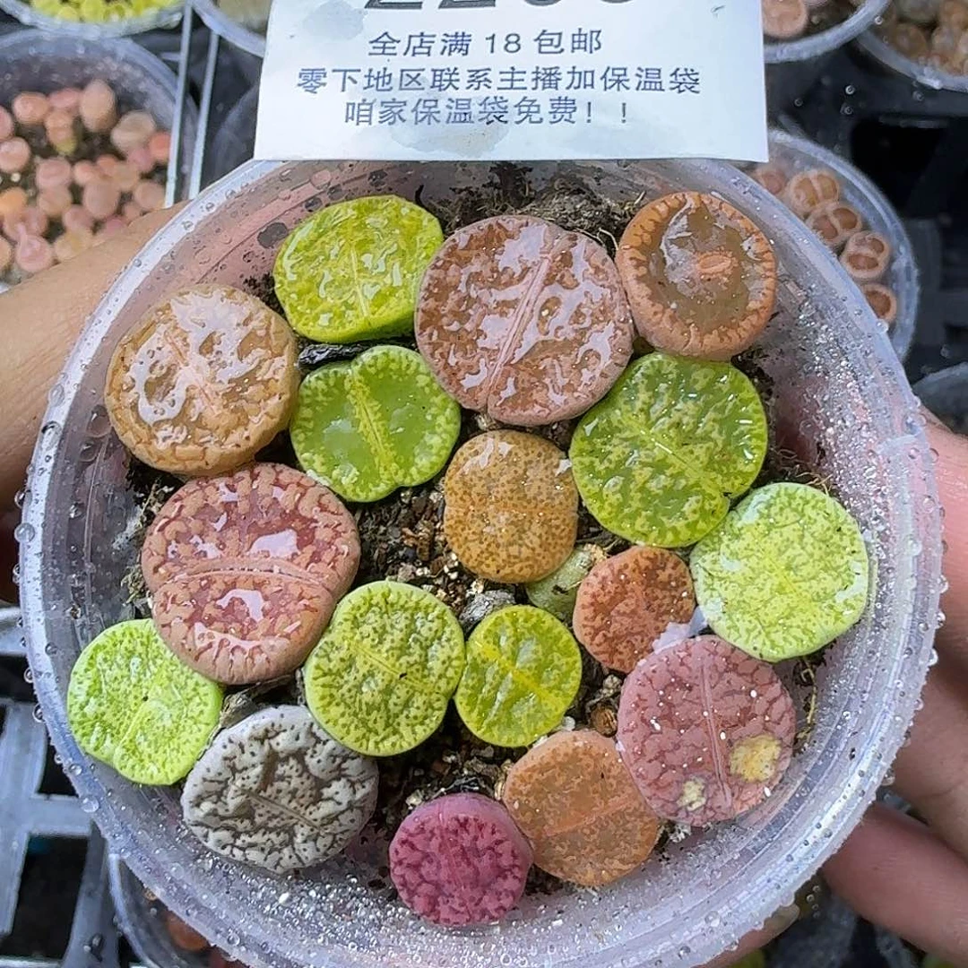 2209混合两年哈哈