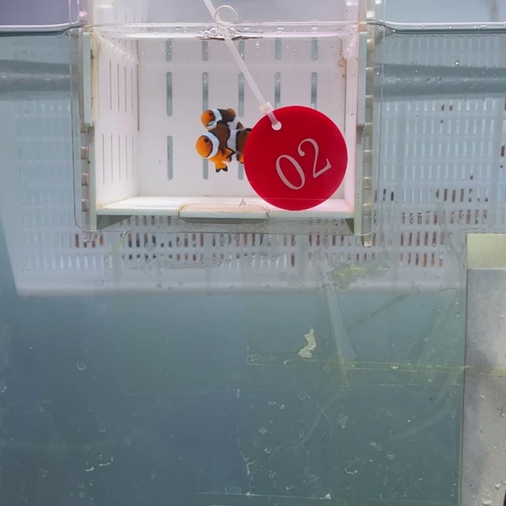 海水鱼精品背心2条3-4