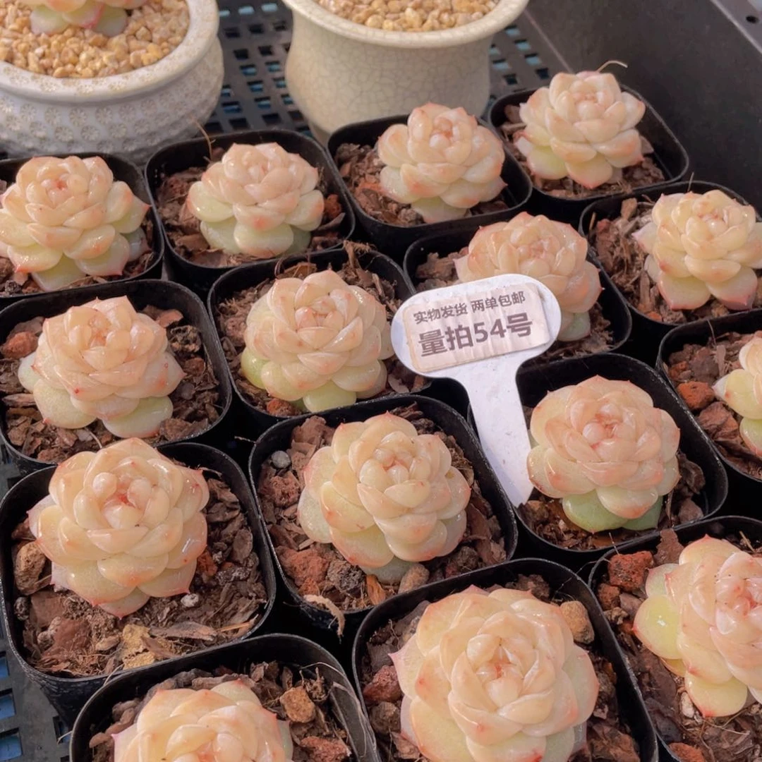 量拍54号优选水晶粉钻单头一个