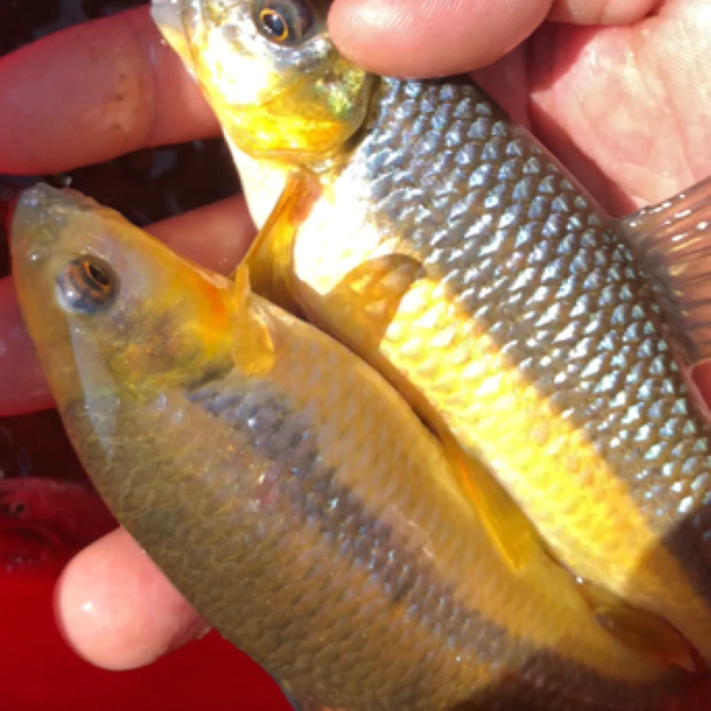 黄腹溪石斑不加温好养活