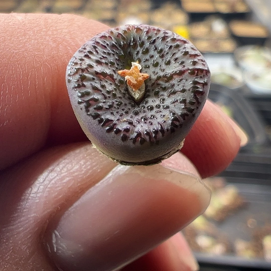 一物一拍匈牙利种源1452.62血丝火龙果安贞966