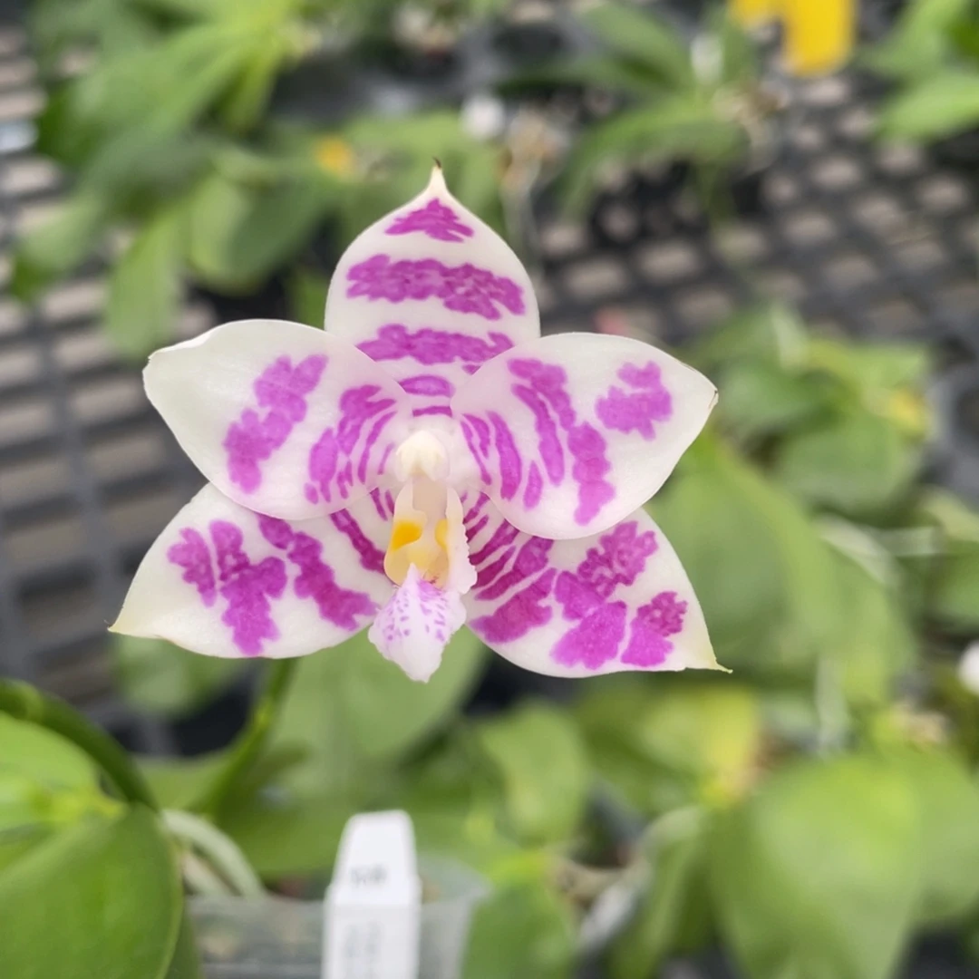 完全开放YC66，2.5杯开花株