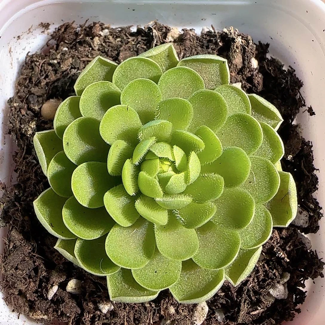 多肉1214-10捕虫堇