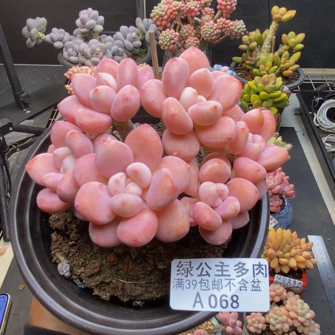 068樱花洛神多肉9c m