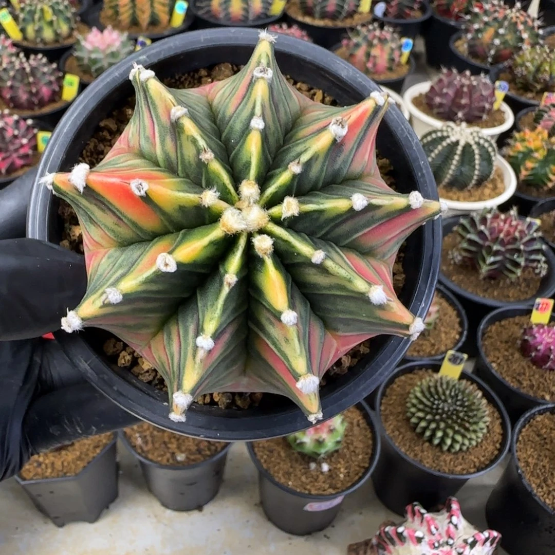 泰系实生肋骨锦福利价