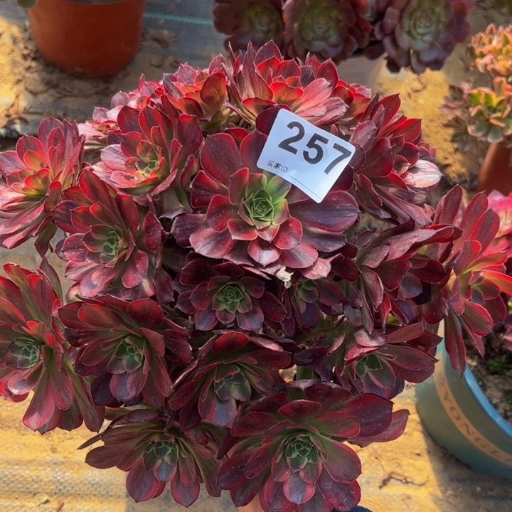 安娜多肉植物257