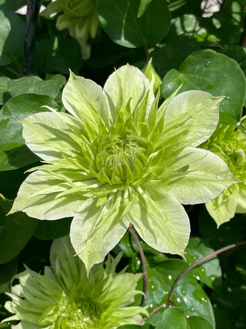 花都园艺 新品华川 铁线莲盆栽爬藤植物花卉 早花大花2类