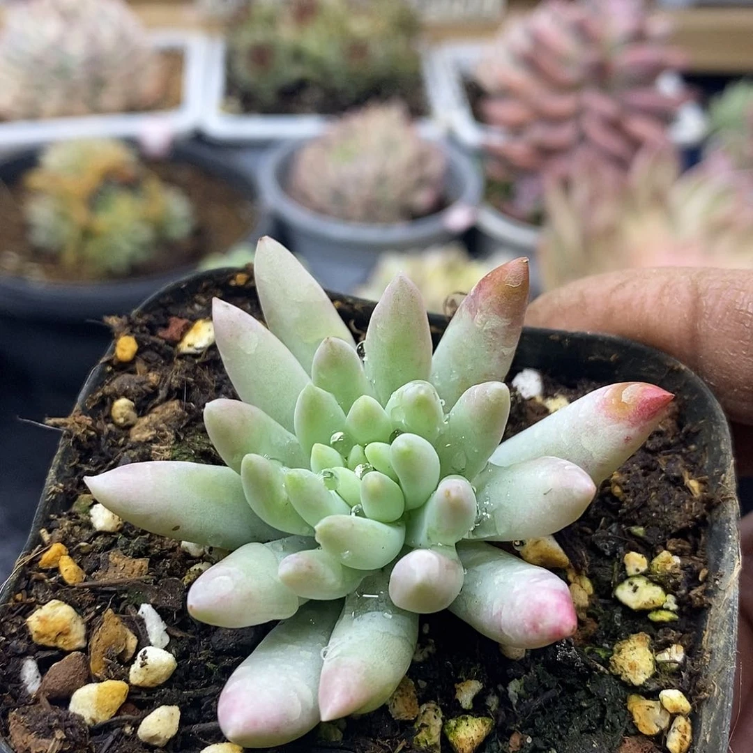 14148 千佛手锦多肉