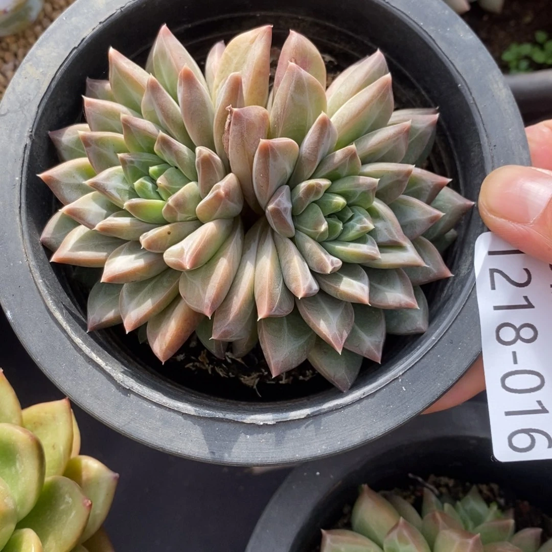 两单包邮1218-16美人