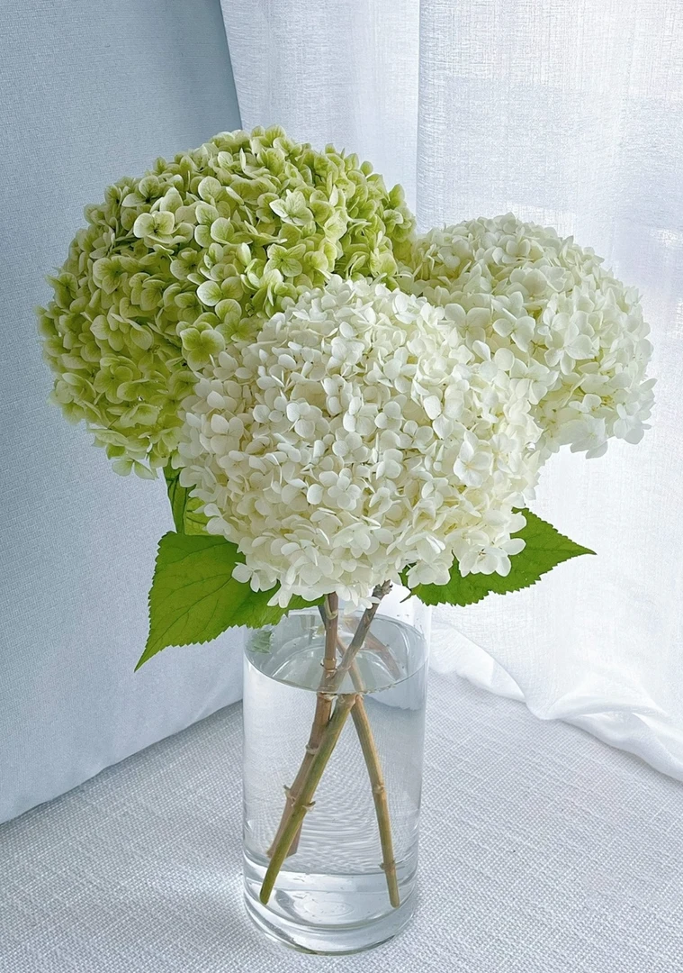 (云云推荐)安娜贝拉鲜切花小众花材懒人花材