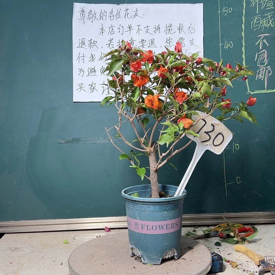 完全开放粗杆 热火桑巴730