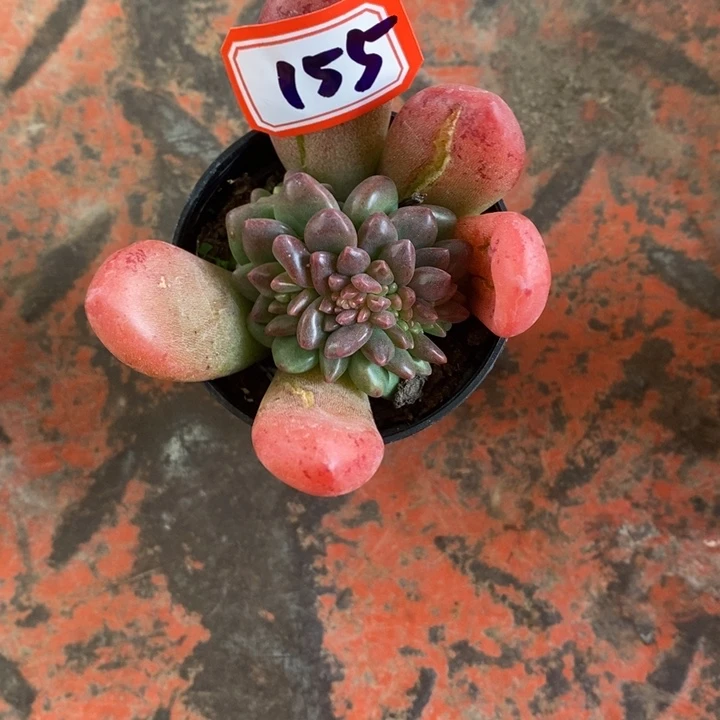 大*儿一物一拍香奈儿多肉155