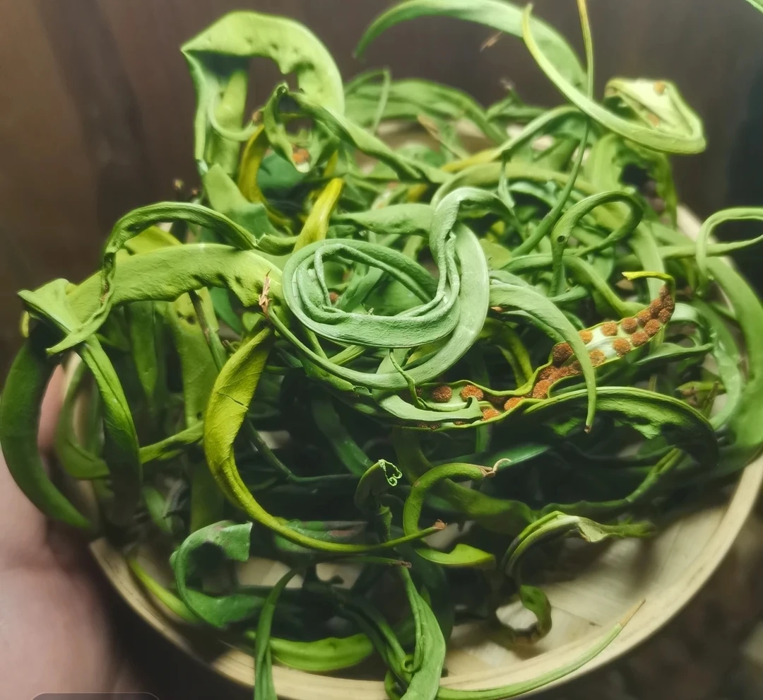 云南山货，【化石草、肾经草，石韦】