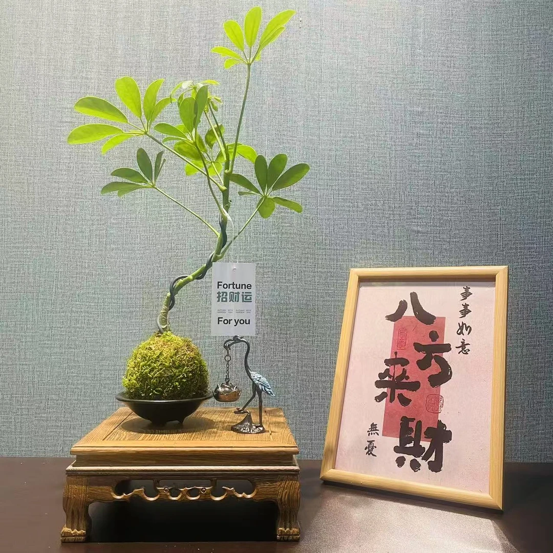 室内绿植鸭脚木九里香花叶金刚苔藓盆栽四季青客厅办公桌京东包邮