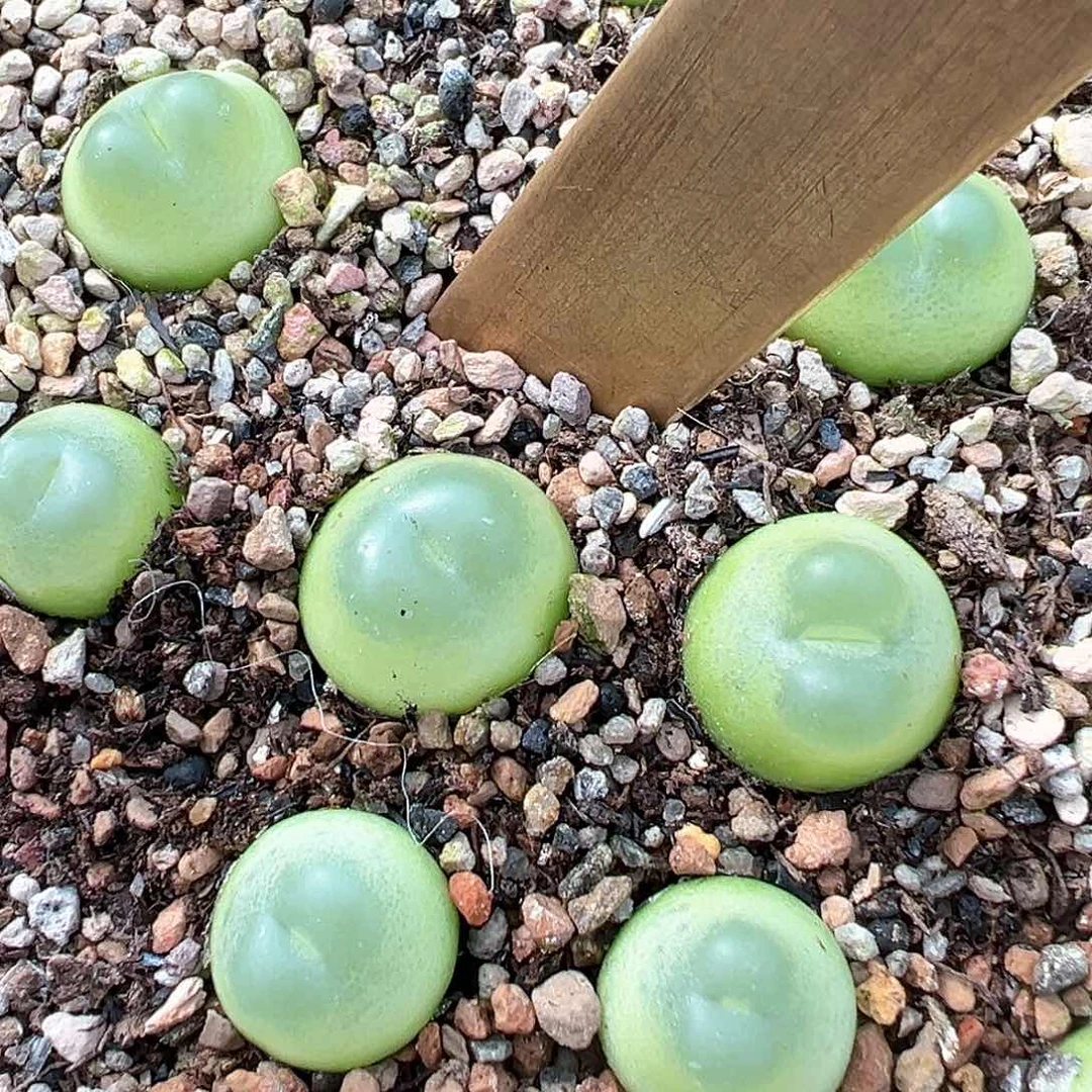 啊****呜拉登 sh2606 1.85cm