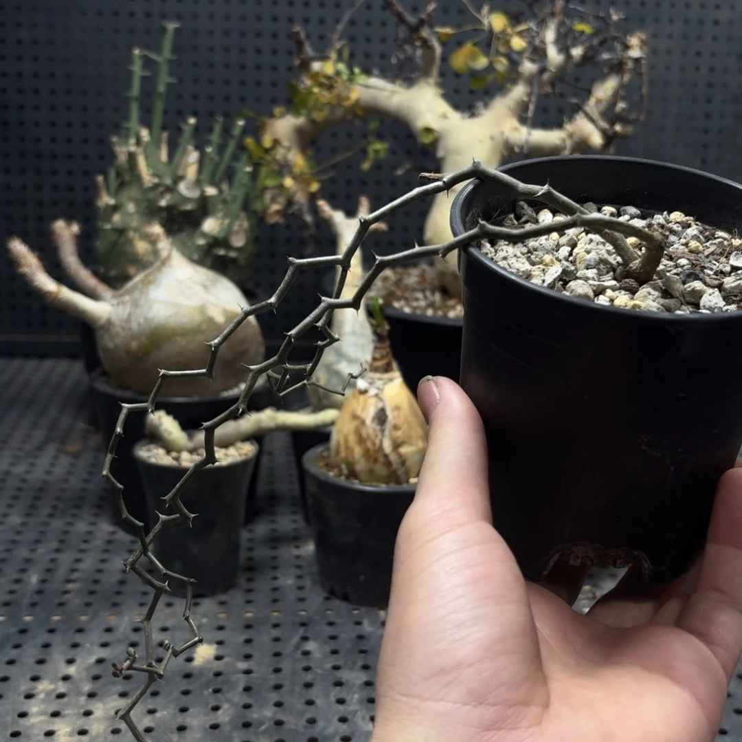 弯曲龙266666666666666