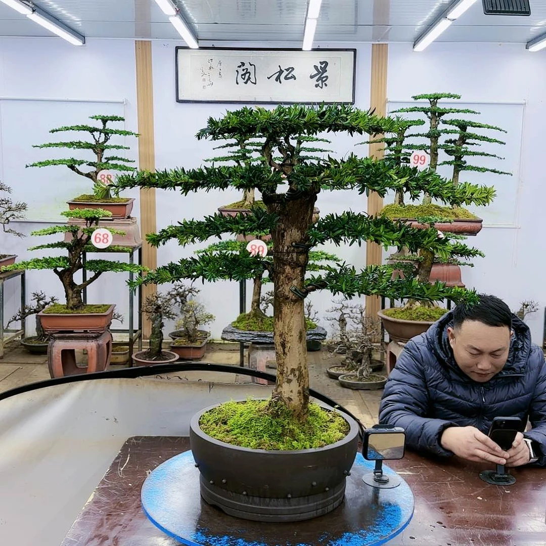 盆景欢迎大家一起来捡漏