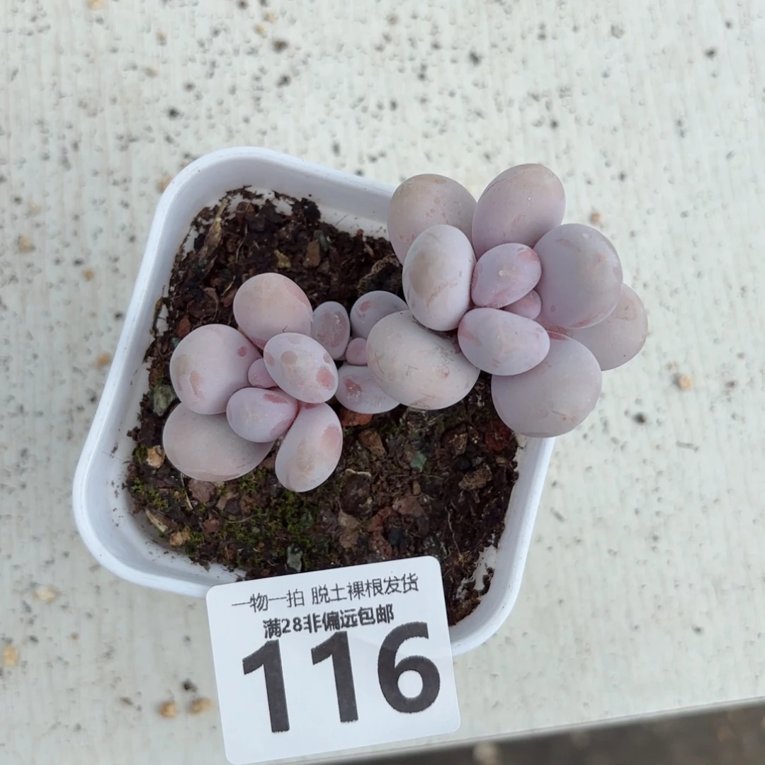 奶酪老桩无盆土发货