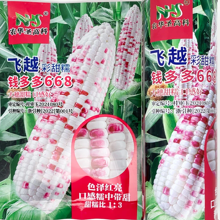 飞越钱多多668彩甜糯玉米种籽大棒非转加甜糯小花玉米种子