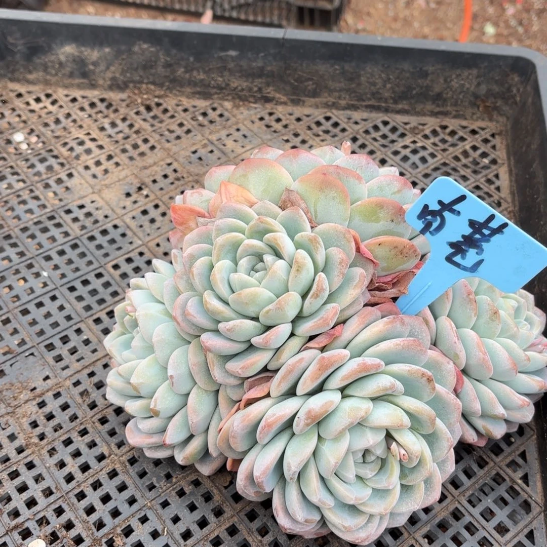 南***?南项的大冰玉好看