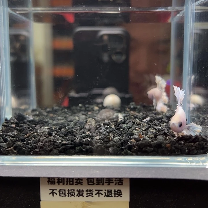 斗鱼竞拍跑单拉黑4日129