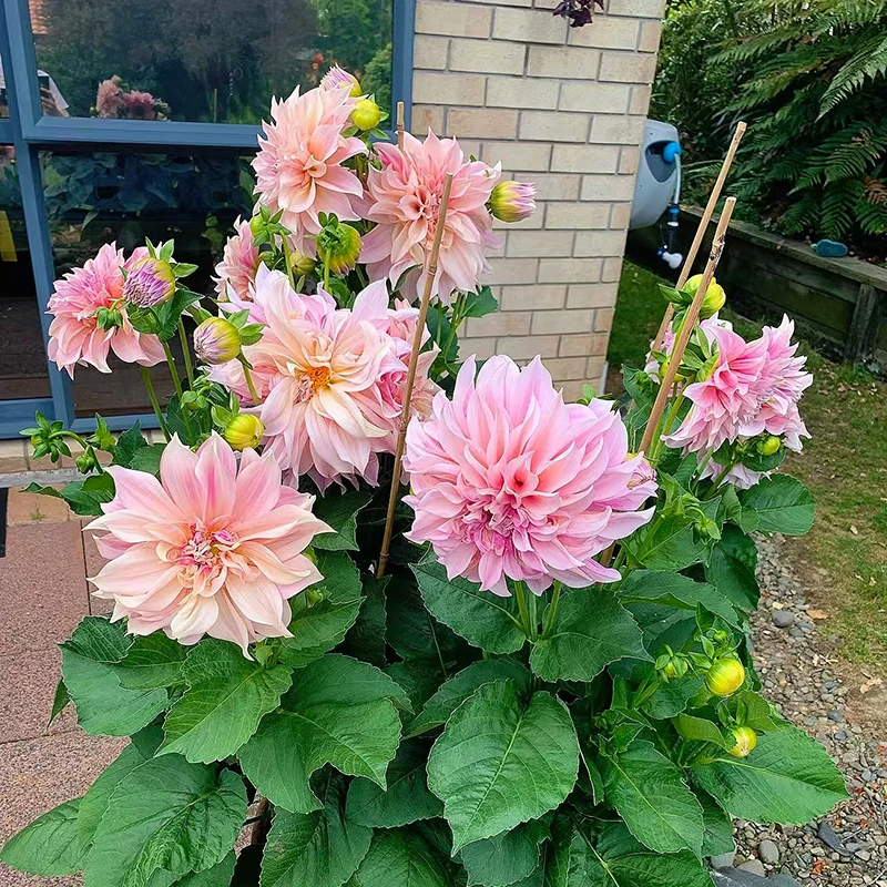 奶油桃子牛奶咖啡新品网红大丽花(切花品种 大花型 花期长)