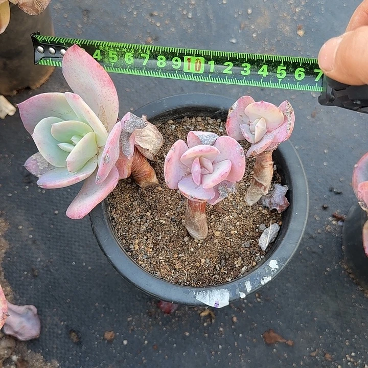 小白凤968 多肉植物一物一拍